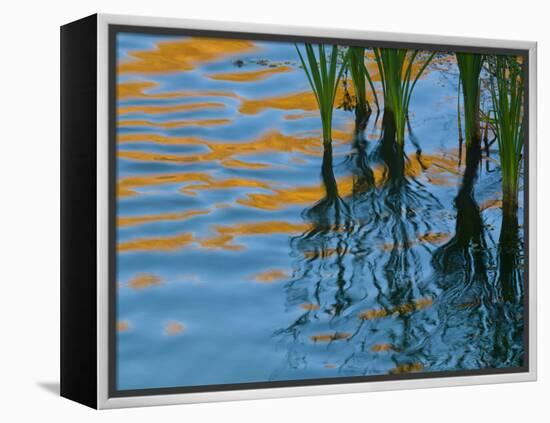 Reflections on Malheur River at Sunset, Oregon, USA-Nancy Rotenberg-Framed Premier Image Canvas