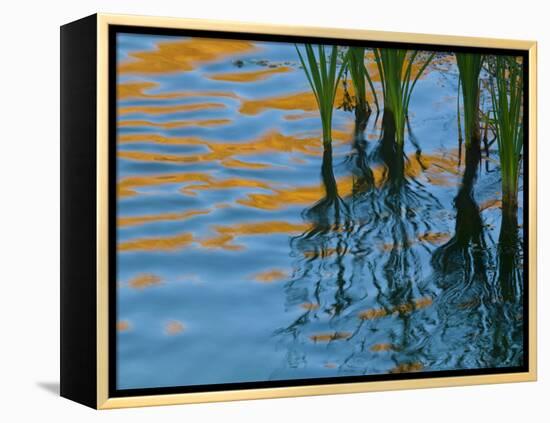 Reflections on Malheur River at Sunset, Oregon, USA-Nancy Rotenberg-Framed Premier Image Canvas