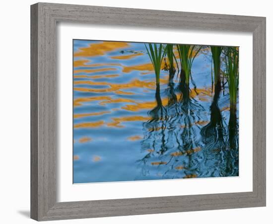 Reflections on Malheur River at Sunset, Oregon, USA-Nancy Rotenberg-Framed Photographic Print