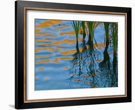 Reflections on Malheur River at Sunset, Oregon, USA-Nancy Rotenberg-Framed Photographic Print