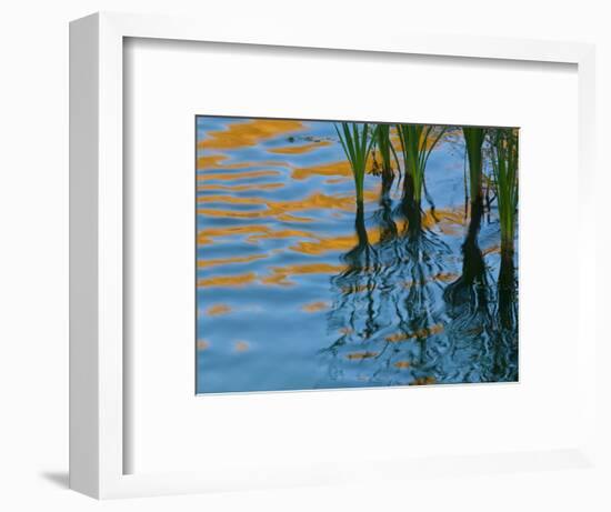 Reflections on Malheur River at Sunset, Oregon, USA-Nancy Rotenberg-Framed Photographic Print