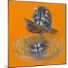 Reflective Racoon - 35A-Peggy Harris-Mounted Giclee Print