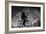 Reflex-Antonio Grambone-Framed Giclee Print