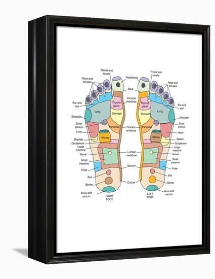 Reflexology Foot Map, Artwork-Peter Gardiner-Framed Premier Image Canvas
