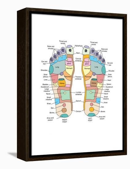 Reflexology Foot Map, Artwork-Peter Gardiner-Framed Premier Image Canvas