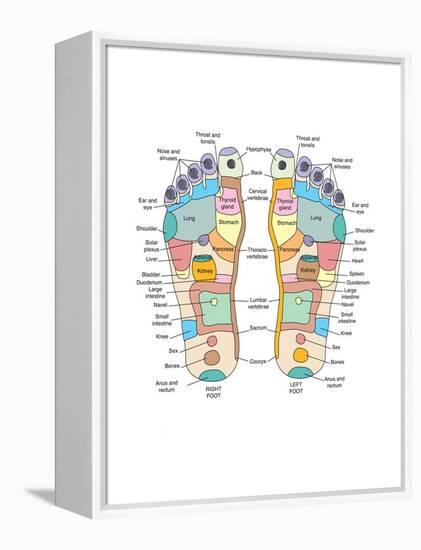 Reflexology Foot Map, Artwork-Peter Gardiner-Framed Premier Image Canvas