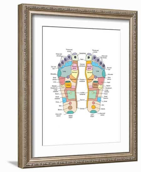 Reflexology Foot Map, Artwork-Peter Gardiner-Framed Photographic Print