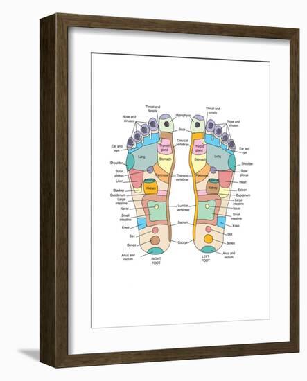 Reflexology Foot Map, Artwork-Peter Gardiner-Framed Photographic Print