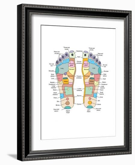 Reflexology Foot Map, Artwork-Peter Gardiner-Framed Photographic Print