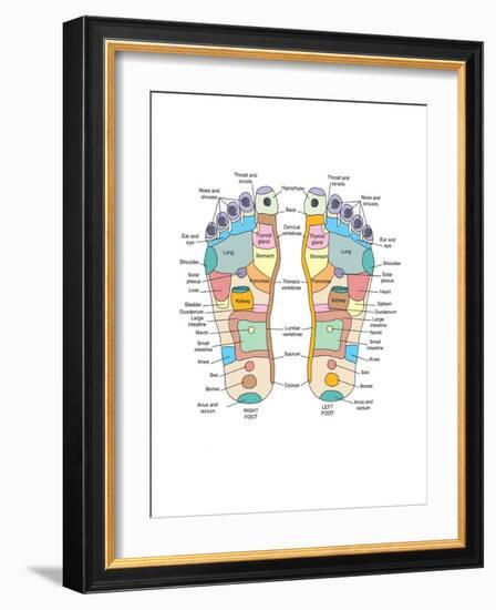 Reflexology Foot Map, Artwork-Peter Gardiner-Framed Photographic Print