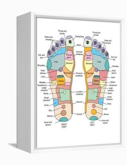 Reflexology Foot Map, Artwork-Peter Gardiner-Framed Premier Image Canvas