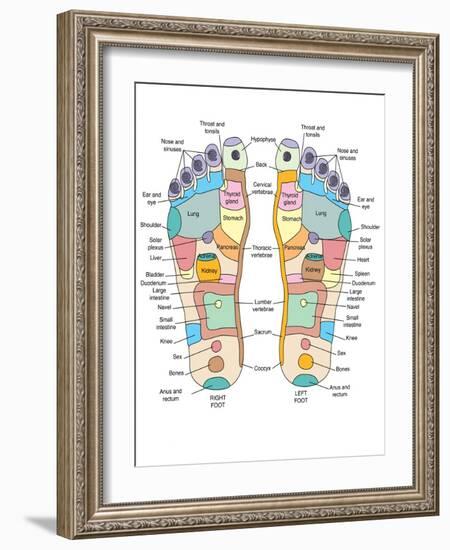 Reflexology Foot Map, Artwork-Peter Gardiner-Framed Photographic Print