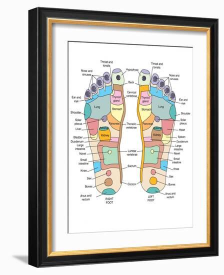 Reflexology Foot Map, Artwork-Peter Gardiner-Framed Photographic Print