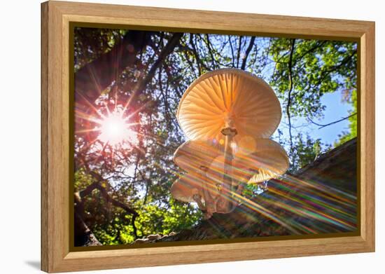 Refracted sun rays shining through foliage on Porcelain fungus-Philippe Clement-Framed Premier Image Canvas