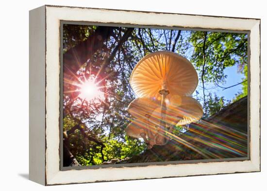 Refracted sun rays shining through foliage on Porcelain fungus-Philippe Clement-Framed Premier Image Canvas