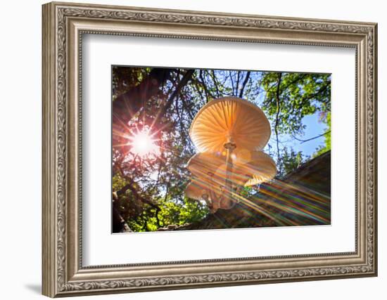 Refracted sun rays shining through foliage on Porcelain fungus-Philippe Clement-Framed Photographic Print