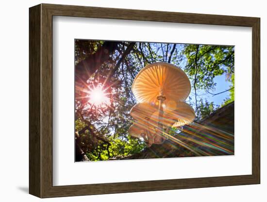 Refracted sun rays shining through foliage on Porcelain fungus-Philippe Clement-Framed Photographic Print