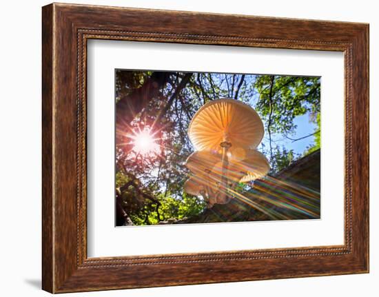 Refracted sun rays shining through foliage on Porcelain fungus-Philippe Clement-Framed Photographic Print