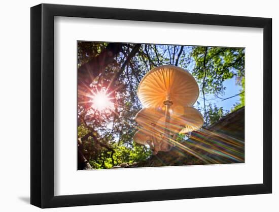 Refracted sun rays shining through foliage on Porcelain fungus-Philippe Clement-Framed Photographic Print