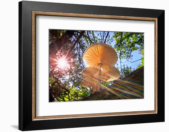 Refracted sun rays shining through foliage on Porcelain fungus-Philippe Clement-Framed Photographic Print