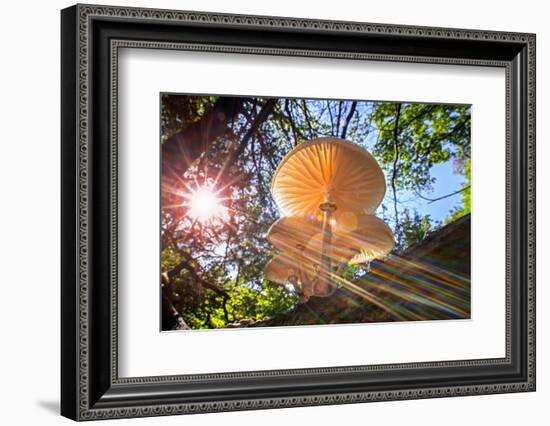 Refracted sun rays shining through foliage on Porcelain fungus-Philippe Clement-Framed Photographic Print