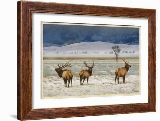 Refuge Elk-Chris Vest-Framed Art Print