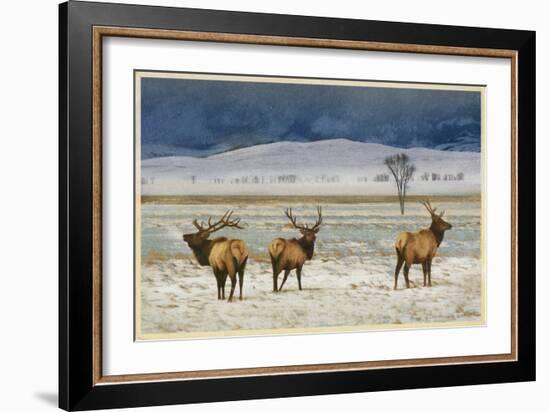 Refuge Elk-Chris Vest-Framed Art Print