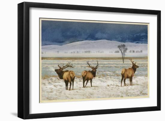 Refuge Elk-Chris Vest-Framed Art Print