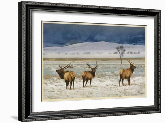 Refuge Elk-Chris Vest-Framed Art Print