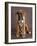 Regal 2-Rachael Hale-Framed Photographic Print