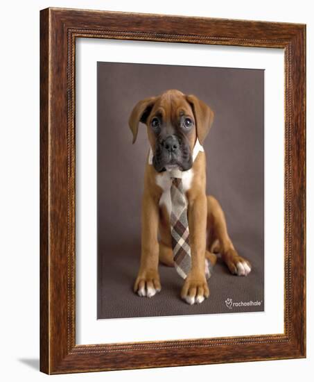 Regal 2-Rachael Hale-Framed Photographic Print