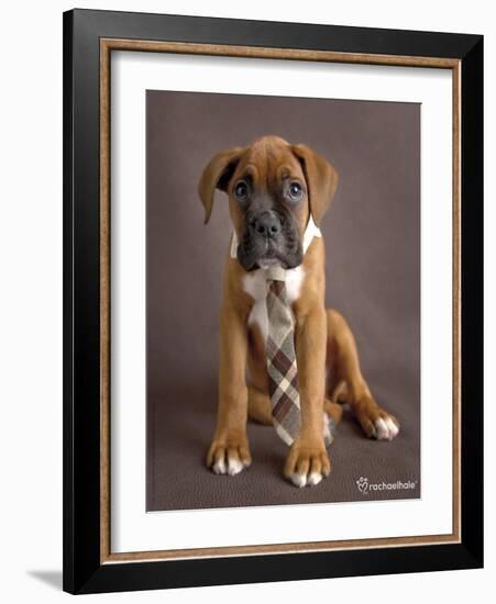 Regal 2-Rachael Hale-Framed Photographic Print