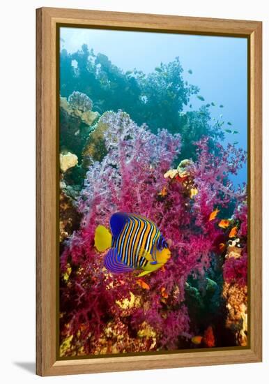 Regal Angelfish-Georgette Douwma-Framed Premier Image Canvas