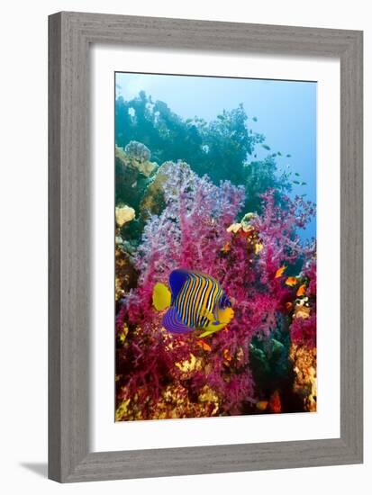 Regal Angelfish-Georgette Douwma-Framed Photographic Print