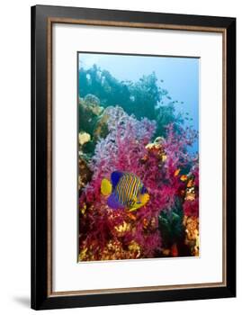Regal Angelfish-Georgette Douwma-Framed Photographic Print