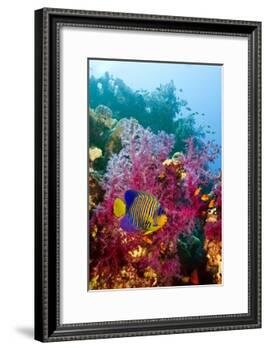 Regal Angelfish-Georgette Douwma-Framed Photographic Print