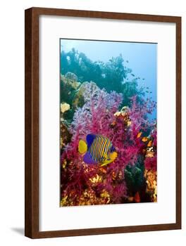 Regal Angelfish-Georgette Douwma-Framed Photographic Print