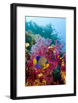 Regal Angelfish-Georgette Douwma-Framed Photographic Print
