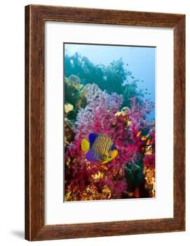 Regal Angelfish-Georgette Douwma-Framed Photographic Print