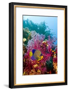 Regal Angelfish-Georgette Douwma-Framed Photographic Print
