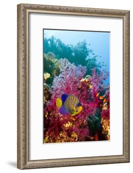 Regal Angelfish-Georgette Douwma-Framed Photographic Print