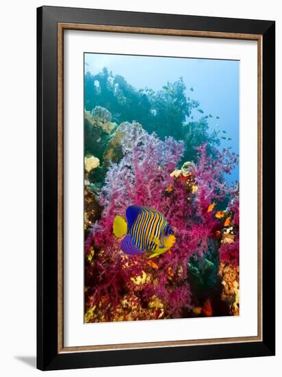 Regal Angelfish-Georgette Douwma-Framed Photographic Print