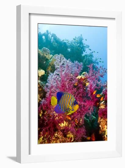 Regal Angelfish-Georgette Douwma-Framed Photographic Print