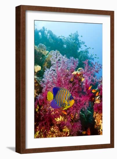 Regal Angelfish-Georgette Douwma-Framed Photographic Print