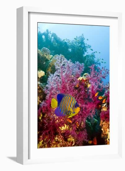 Regal Angelfish-Georgette Douwma-Framed Photographic Print