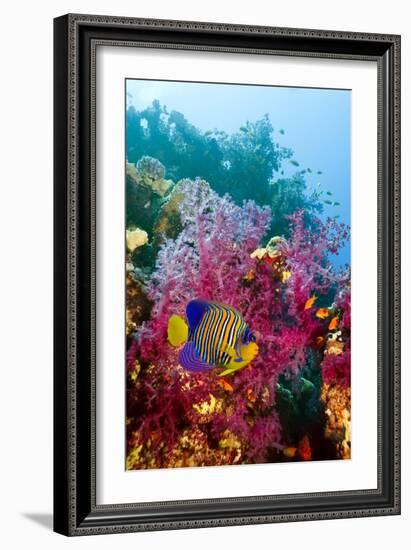 Regal Angelfish-Georgette Douwma-Framed Photographic Print