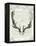 Regal Antlers on Newsprint II-Sue Schlabach-Framed Stretched Canvas