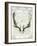 Regal Antlers on Newsprint II-Sue Schlabach-Framed Art Print