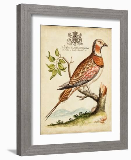 Regal Birds I-George Edwards-Framed Art Print