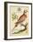 Regal Birds I-George Edwards-Framed Art Print